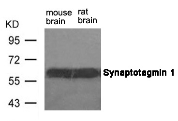 Rabbit Polyclonal Antibody to Synaptotagmin 1 (Ab-309)
