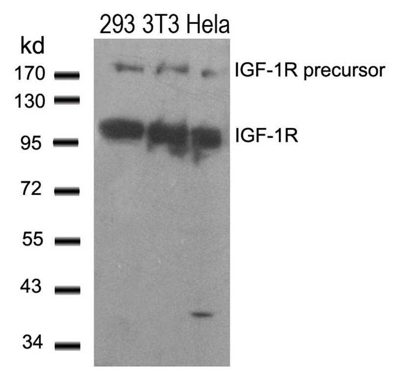 Rabbit Polyclonal Antibody to IGF-1R(Ab-1280)