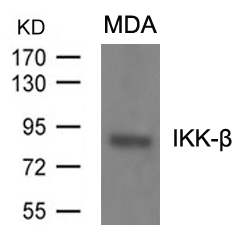 Rabbit Polyclonal Antibody to IKK-b(Ab-199)