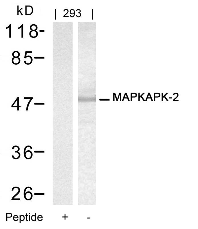 Rabbit Polyclonal Antibody to MAPKAPK-2(Ab-334)