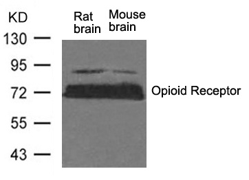 Rabbit Polyclonal Antibody to Opioid Receptor(Ab-375)