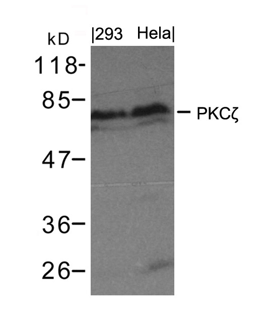 Rabbit Polyclonal Antibody to PKCz(Ab-410)
