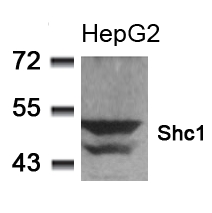 Rabbit Polyclonal Antibody to Shc1(Ab-349)