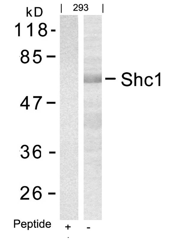 Rabbit Polyclonal Antibody to Shc1(Ab-427)