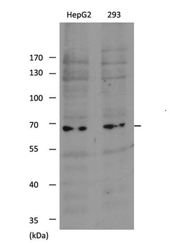 Rabbit Polyclonal Antibody to SHP-1(Ab-536)