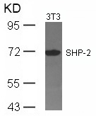 Rabbit Polyclonal Antibody to SHP-2(Ab-542)
