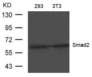 Rabbit Polyclonal Antibody to Smad2(Ab-220)