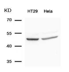 Rabbit Polyclonal Antibody to Smad3(Ab-425)