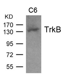 Rabbit Polyclonal Antibody to TrkB(Ab-705)