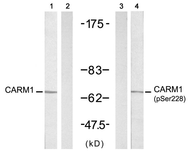 Rabbit Polyclonal Antibody to CARM1(Ab-228)