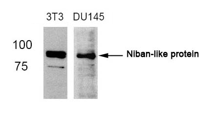 Rabbit Polyclonal Antibody to Niban-like protein(Ab-712)