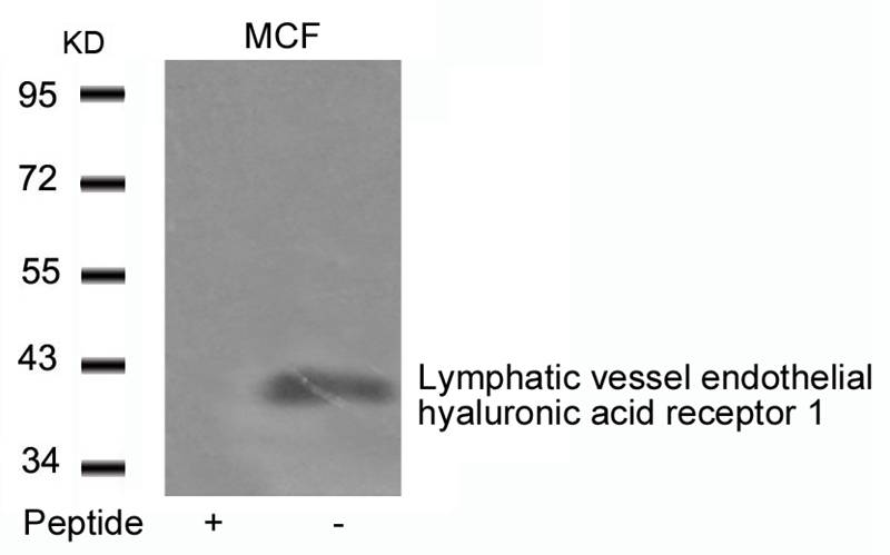 Rabbit Polyclonal Antibody to Lymphatic vessel endothelial hyaluronic acid receptor 1