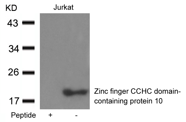 Rabbit Polyclonal Antibody to Zinc finger CCHC domain-containing protein 1