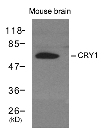 Rabbit Polyclonal Antibody to CRY1