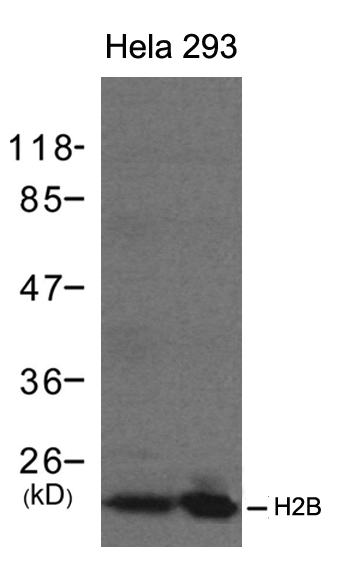 Rabbit Polyclonal Antibody to H2B