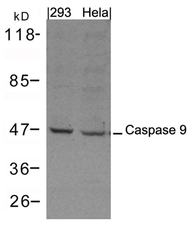 Rabbit Polyclonal Antibody to Caspase 9
