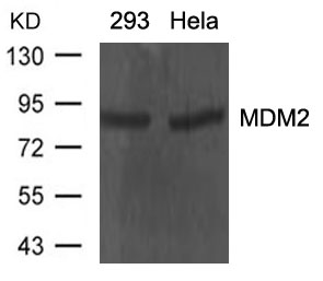 Rabbit Polyclonal Antibody to MDM2