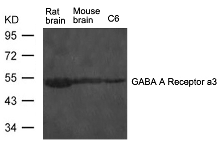 Rabbit Polyclonal Antibody to GABA A Receptor a3