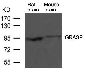 Rabbit Polyclonal Antibody to GRASP