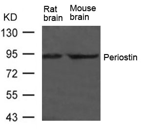 Rabbit Polyclonal Antibody to Periostin