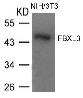 Rabbit Polyclonal Antibody to FBXL3