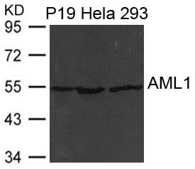 Rabbit Polyclonal Antibody to AML1(RUNX1)