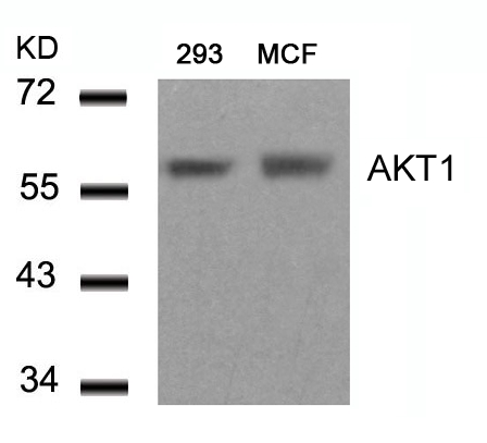 Rabbit Polyclonal Antibody to AKT1(Ab-450)