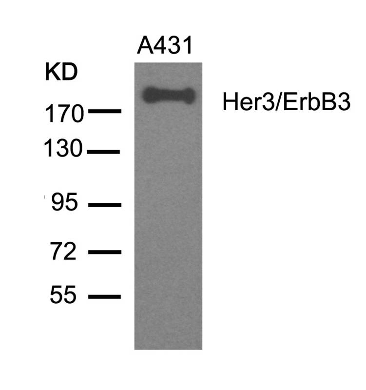 Rabbit Polyclonal Antibody to Her3/ErbB3(Ab-1328)