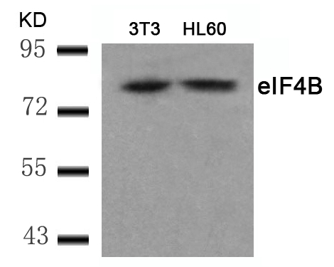 Rabbit Polyclonal Antibody to eIF4B(Ab-422)