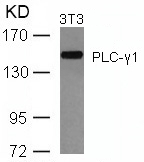 Rabbit Polyclonal Antibody to PLCg1(Ab-771)