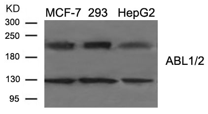 Rabbit Polyclonal Antibody to ABL1/2 (Ab-393/439)
