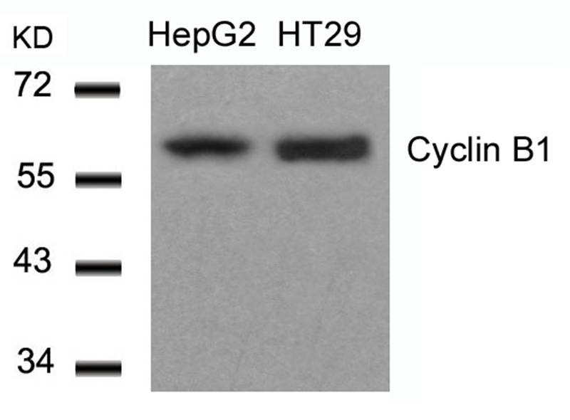 Rabbit Polyclonal Antibody to Cyclin B1(Ab-147)