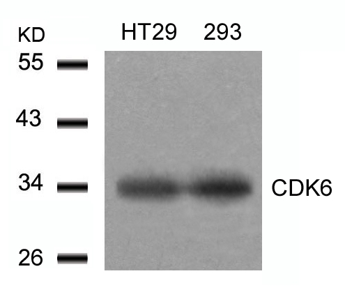 Rabbit Polyclonal Antibody to CDK6(Ab-24)