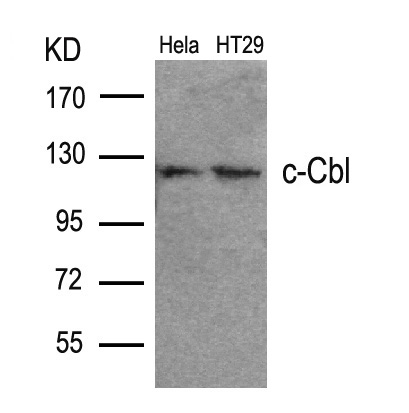 Rabbit Polyclonal Antibody to c-Cbl(Ab-700)