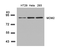 Rabbit Polyclonal Antibody to MDM2(Ab-166)