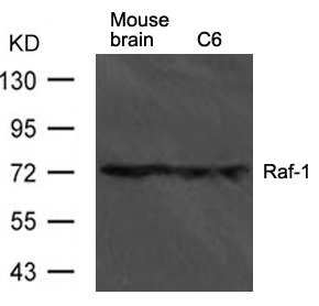 Rabbit Polyclonal Antibody to Raf1