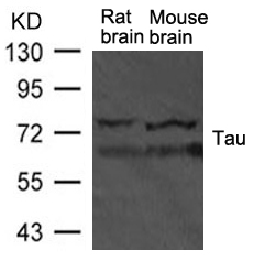 Rabbit Polyclonal Antibody to Tau