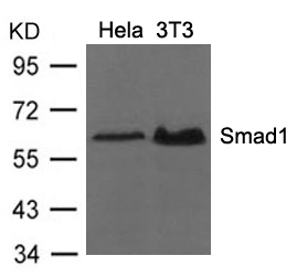 Rabbit Polyclonal Antibody to Smad1 (Ab-206)