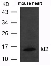 Rabbit Polyclonal Antibody to Id2