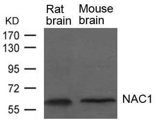 Rabbit Polyclonal Antibody to NAC1