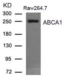 Rabbit Polyclonal Antibody to ABCA1