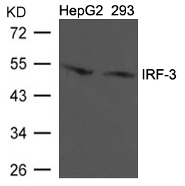 Rabbit Polyclonal Antibody to IRF-3 (Ab-396)