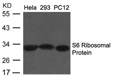 Rabbit Polyclonal Antibody to S6 Ribosomal Protein (Ab-235/236)