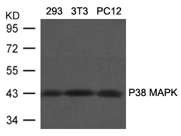 Rabbit Polyclonal Antibody to P38 MAPK(Ab-180/182)
