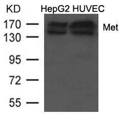 Rabbit Polyclonal Antibody to Met (Ab-1234/1235)