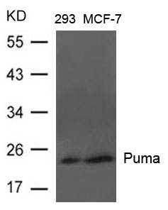 Rabbit Polyclonal Antibody to Puma