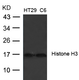 Rabbit Polyclonal Antibody to Histone H3 (Ab-27)