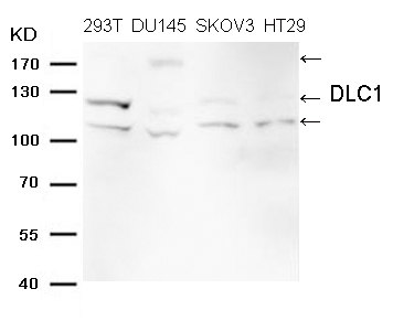Rabbit Polyclonal Antibody to DLC1 (Ab-868)