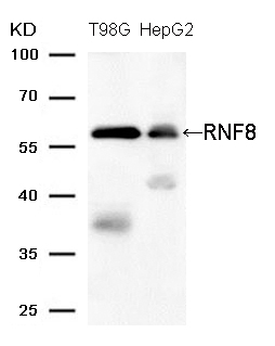 Rabbit Polyclonal Antibody to RNF8 (Ab-137)