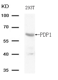 Rabbit Polyclonal Antibody to PDP1 (Ab-381)